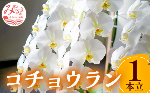 《2023年発送先行予約》期間・数量限定 コチョウラン 1本立_M056-007