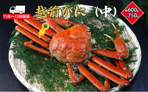 【11月～12月発送 オンライン決済限定】越前がに(中) 1杯 黄色タグ付[№5892-0222]