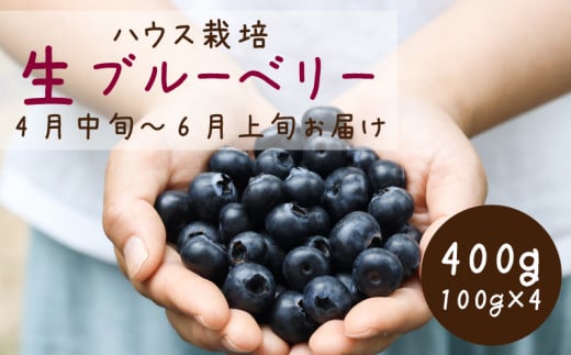 ５８５２　掛川産の『生ブルーベリー』100g×4p　計400g　令和6年4月中旬より順次発送　ヴァインヤード　（ ブルーベリー 生 ) 1181211 - 静岡県掛川市