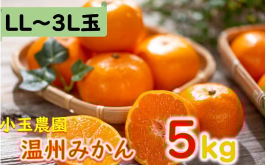 小玉農園/国東みかん約5kg（LL～3Lサイズ）_2150R
