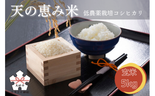 天の恵み米[里山『上石津』のコシヒカリ]5kg(玄米)