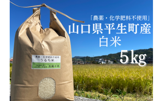 農薬化学肥料不使用　山口県産 782943 - 山口県平生町