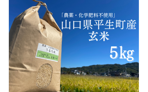 平生町の田んぼで、農薬・化学肥料を使わずにつくったお米