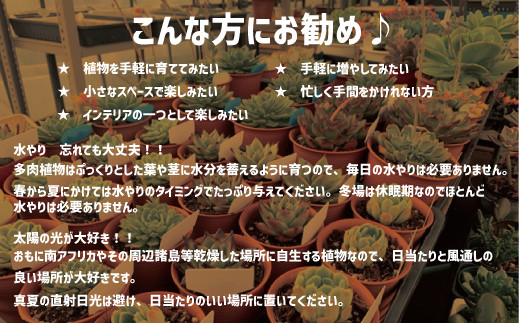 超お得❗️240苗SET✳️改良版✳️大好評に付き再販多肉 抜き苗