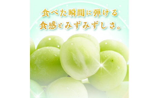 山梨県産【富士の輝】秀品1房600g以上3房‼️ - 果物