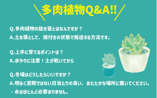 韓国多肉植物抜き苗 10入りアソート詰め合わせ - 茨城県那珂市 ...