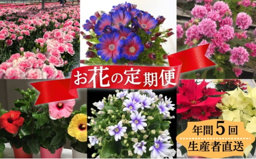 モリヒロ園芸が育てたお花の定期便（年間5回） 613063 - 香川県観音寺市
