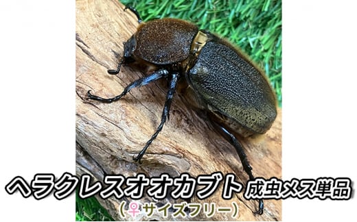 ヘラクレスオオカブト成虫メス単品（♀サイズフリー）【 生き物 昆虫 男の子 子供 飼育観察 自由研究 自然 環境 学習 孫 プレゼント 学び 】[№5346-0262] 1274098 - 千葉県千葉市