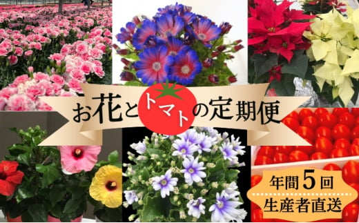 モリヒロ園芸が育てたお花とトマトの定期便（年間5回） 613068 - 香川県観音寺市