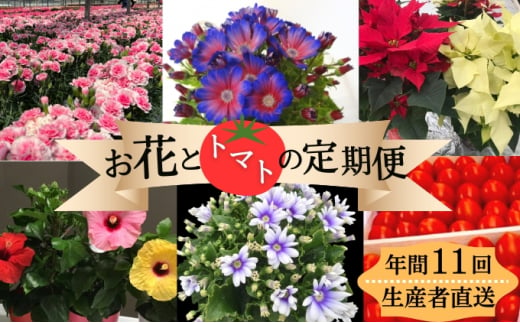 モリヒロ園芸が育てたお花とトマトの定期便（年間11回） 613069 - 香川県観音寺市