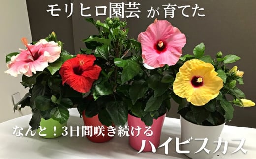 モリヒロ園芸が育てた3日間咲き続けるハイビスカス 613066 - 香川県観音寺市