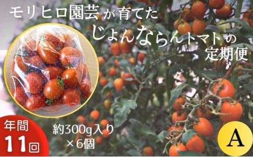 モリヒロ園芸が育てたじょんならんトマトの定期便A　約300g×6個入り（年間11回）