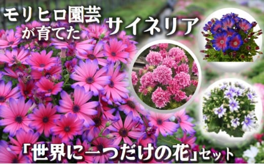 モリヒロ園芸が育てたサイネリア「世界に一つだけの花」セット 613064 - 香川県観音寺市
