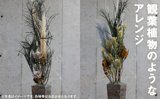 観葉植物のようなアレンジ 1個 ドライフラワー 植物 観葉植物 花 オシャレ インテリア  1352865 - 熊本県菊池市