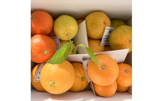 B199-08　５種の柑橘詰め合わせセット（3kg箱入り） 614006 - 熊本県芦北町