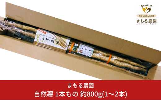 自然薯 1本もの 約800g(1～2本) 山芋 とろろご飯に じねんじょ [まもる農園] 【010P125】 1090904 - 新潟県三条市