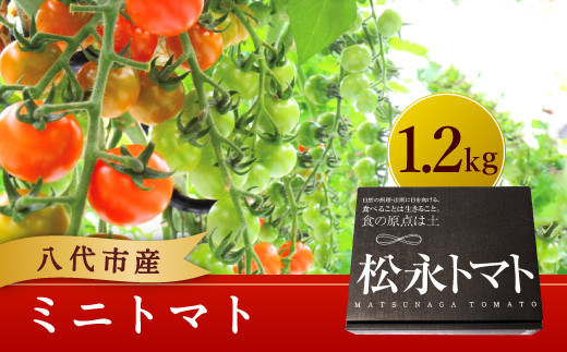 熊本県 八代産 松永農園 ミニトマト 1.2kg