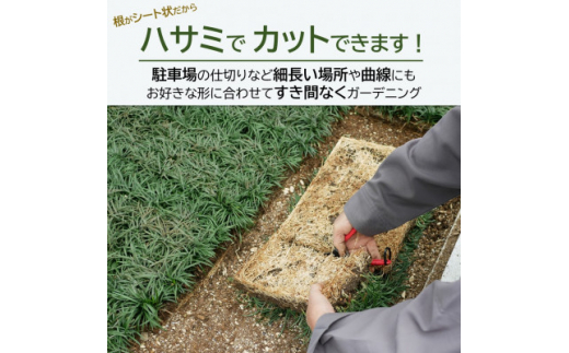 ＜2023年4月発送＞厳選タマリュウ5枚マット＜三重県産＞タマリュウ専門店　石井の玉竜【1376334】