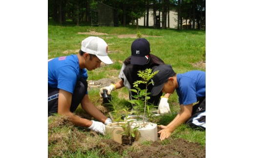 あなたの木を富良野に植えます＞富良野の自然を守る植樹代行券(苗木1本)【1371503】 - 北海道富良野市｜ふるさとチョイス - ふるさと納税サイト