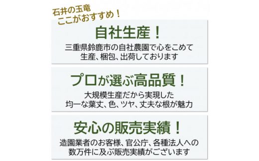 ＜2023年4月発送＞厳選タマリュウ5枚マット＜三重県産＞タマリュウ専門店　石井の玉竜【1376334】