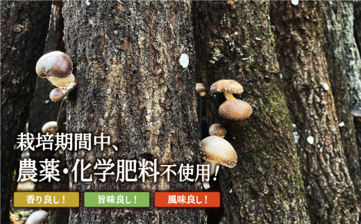 熊本県産山村のふるさと納税 阿蘇・産山村産　原木乾燥しいたけ230g