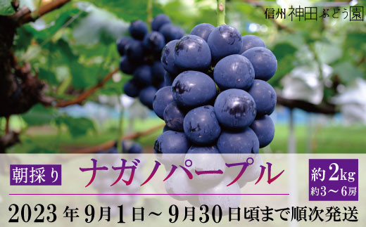 [No.5657-3327]朝採りナガノパープル約2kg(約3～6房)《信州神田ぶどう園》■2023年発送■※9月上旬頃～9月下旬頃まで順次発送予定