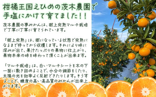 茨木農園 「夢みかん（品種：石地温州みかん）」約5kg 樹上完熟 家庭用 みかん 温州みかん 石地みかん うんしゅう 西条市 愛媛 柑橘  【オンライン決済限定】