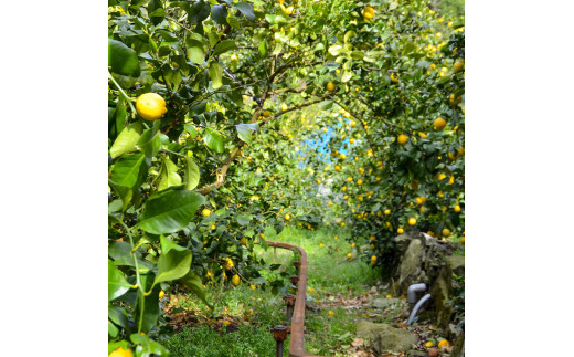EA6012n_和歌山県産 完熟 レモン 7kg 皮までご使用いただける低農薬