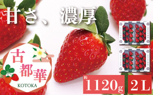 平群の古都華 いちご 2Lサイズ （2パック×2ケース） 計4パック 辻本農園 2025年1月発送 | 果物 くだもの フルーツ 苺 イチゴ いちご ストロベリー 古都華 ことか 旬の品種 産地直送 奈良県 平群町 950877 - 奈良県平群町