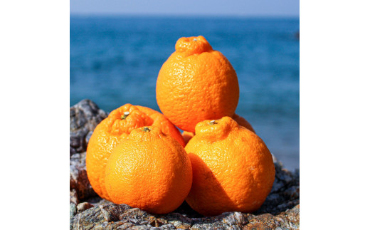 EA6020n_【訳あり・ご家庭用】 和歌山県産 完熟 不知火 2.5kg 甘酸っぱい味わいと芳醇な風味がたまらない高級柑橘!