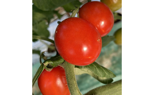 ミニトマト (3kg) トマト