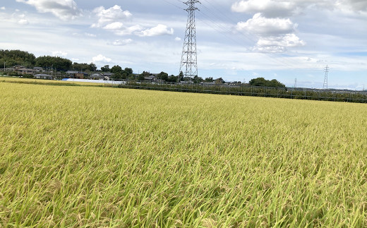 【農家直送米】 熊本県産 オリジナル 健康米 三度のときめき 10kg(玄米)