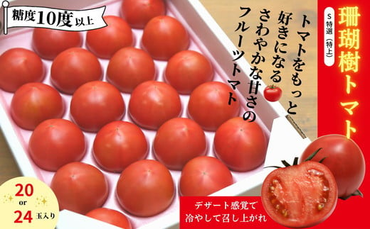 先行予約】 フルーツ トマト 1kg Sサイズ 20個 - 24個 糖度 10以上
