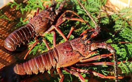 活き伊勢えび 2尾 約400g～450g とれたて新鮮 南紀黒潮イセエビ 【10月