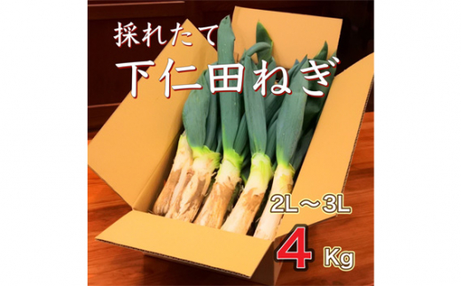 No.377 下仁田ねぎ 4kg ／ 野菜 ネギ 群馬県 特産品 / 群馬県安中市