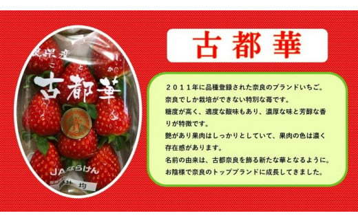 奈良県の高級ブランドいちご　 毎年大好評の甘い美味しい大粒苺（３L以上のあすかルビー・古都華（ことか））◇※発送前に電話連絡あり※2024年1月より順次発送予定※北海道・沖縄・離島への配送不可