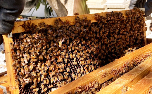 蜂蜜 500g 福岡県産 はちみつ 純粋 ハチミツ 国産 日本産