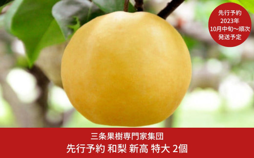 先行予約 特大 新高梨 2個 [2023年発送予定] 和梨 贈答用 贈り物に最適 ギフト 新潟県産 梨  [三条果樹専門家集団]  【016P028】