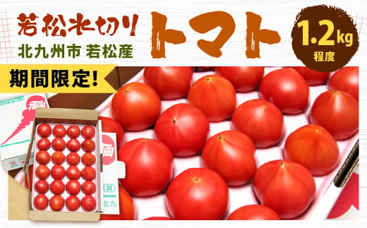 【期間限定】 若松 水切り トマト 1.2kg 程度 (16～30玉) 糖度9度基準 野菜 生野菜 新鮮 国産