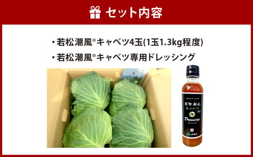 【期間限定】 若松潮風🄬 キャベツセット ( キャベツ 4玉 ＋ 専用 ドレッシング ) 野菜 生野菜 新鮮 国産