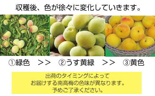 梅干し・梅酒用】熟南高梅（生梅）4Lサイズ2kg箱＜6月中旬から順次発送