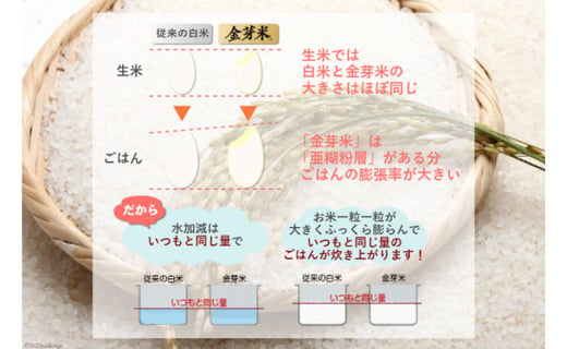定期便 3回】米 令和5年 宮城県加美産 金芽米 ひとめぼれ 無洗米 10kg