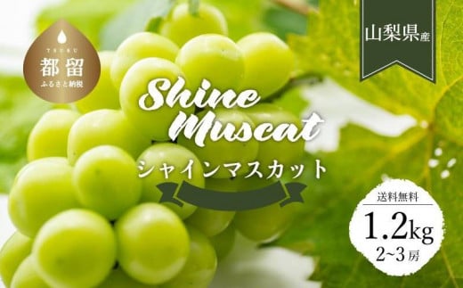 【2023年先行予約】クール便配送　山梨県産シャインマスカット1.2㎏(2～3房)|商品登録用アカウント