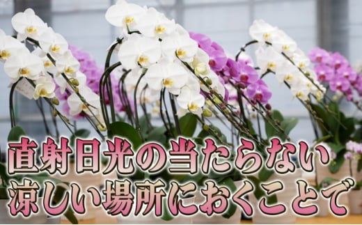 大輪ピンク系胡蝶蘭1本立て - 北海道赤平市｜ふるさとチョイス