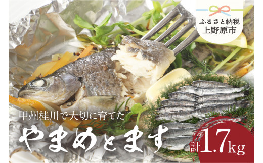 【一級河川(魚)】甲州桂川のやまめ(約1kg)とます(約700g)高級セット 各1箱 217030 - 山梨県上野原市