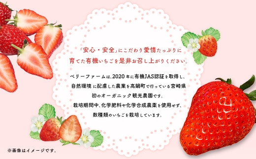 ＜宮崎県産 有機いちご食べ比べセット＞※入金確認後、2023年12月中旬～3月中旬迄に順次出荷します。 計520g いちご 苺 食べ比べ セット