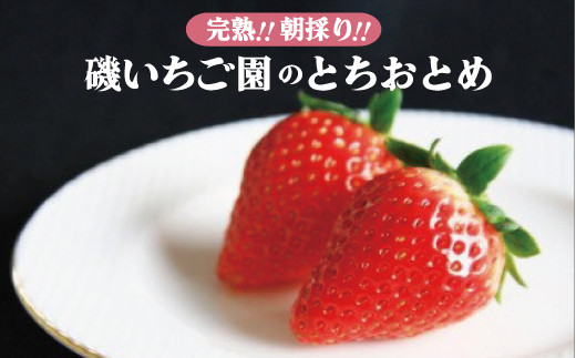 【4月発送】磯いちご園のとちおとめ　８パック（４パック　２箱） 574603 - 茨城県笠間市