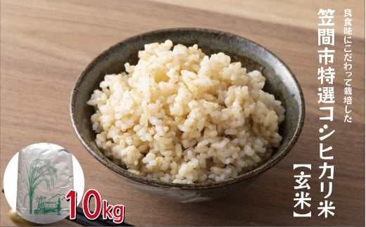 【令和5年度米】 笠間市特選コシヒカリ米（玄米）　10kg|しのざき農園