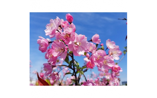 春を知らせる一重咲きの綺麗な花　ハナカイドウ　(庭木・果樹)【1108686】 742646 - 三重県鈴鹿市