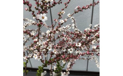 春の訪れを告げてくれる 可憐なピンクユキヤナギ <プラス樹>　【1270020】 742252 - 三重県鈴鹿市